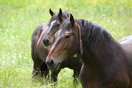 two brown horse on green grass lawn during daytime thumbnail