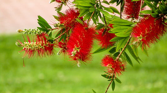 close-up photo of red petaled flowers thumbnail