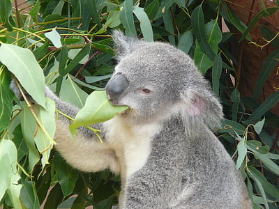 koala eating leaf thumbnail