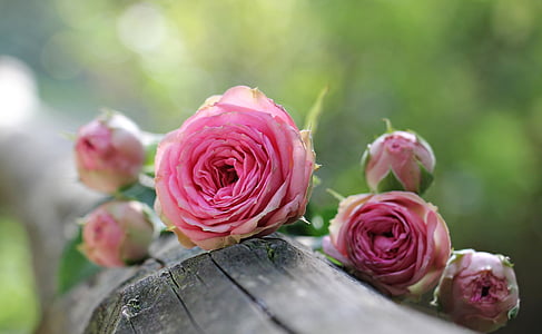 selective photography of a pink rose thumbnail