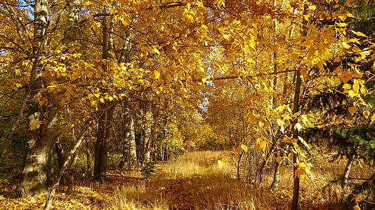 Yellow Trees at Day Time thumbnail