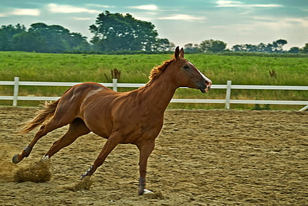 brown horse running in pen during daytime thumbnail