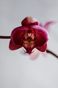 close-up photograph of pink moth orchid thumbnail