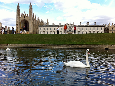 two ducks on river beside grass field thumbnail