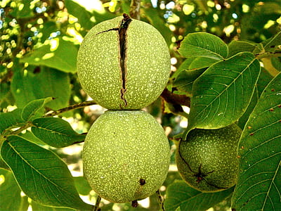 round green fruits hanged on tree thumbnail