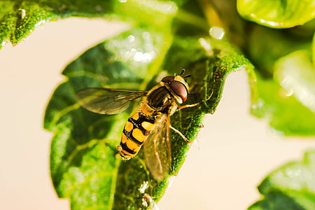 yellow and black bee on green leaf thumbnail