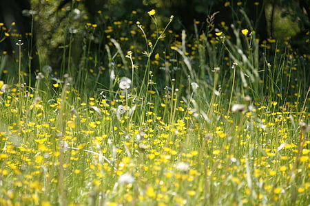 yellow flower field at daytime thumbnail