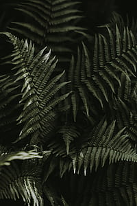 closeup of green ferns thumbnail
