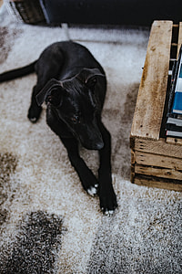 Animals in a designer living room interior with a wooden box table, purple couch and a grey carpet thumbnail