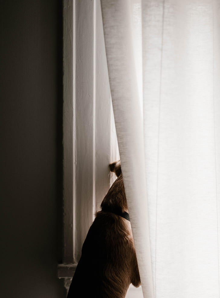 dog standing on window near curtain