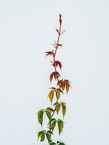 green and red vine with leaves thumbnail