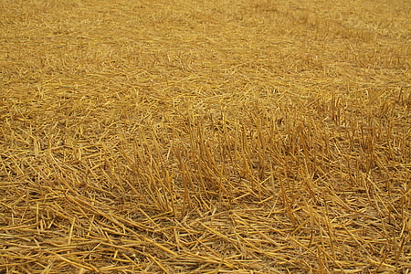 brown grass field during daytime thumbnail