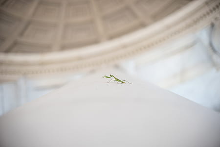 grasshopper on gray textile thumbnail