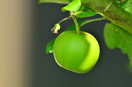 tilt shift focus photography of green apple thumbnail