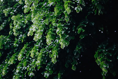 Municipal greenery thumbnail