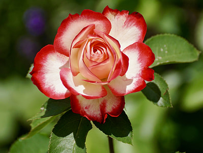 closeup photography of red and white rose thumbnail