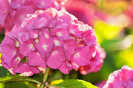 close-up photo of pink mophead hydrangea flower thumbnail