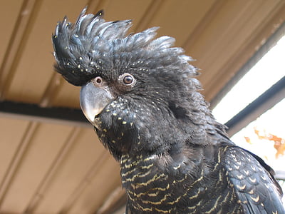 closeup photo of black short-beaked bird thumbnail