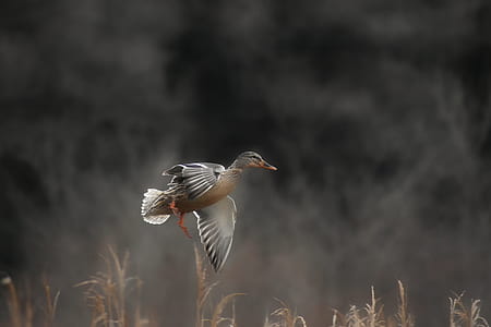 selective focus photo of female mallard duck flying over the grass during daytime thumbnail
