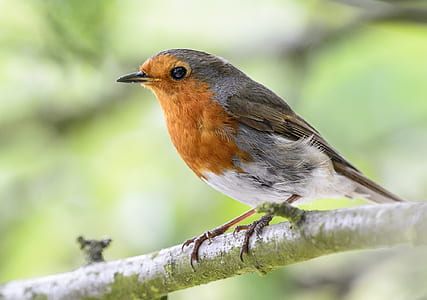 brown and gray bird on tree branch thumbnail