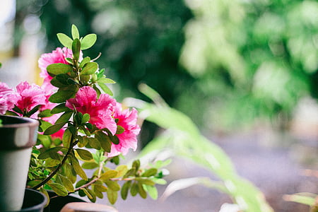 close up photography of pink petaled flowers thumbnail