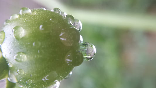 Tomato covered in dewdrops thumbnail