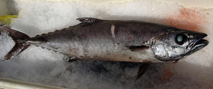 Escolar Fish - Lepidocybium flavobrunneum thumbnail