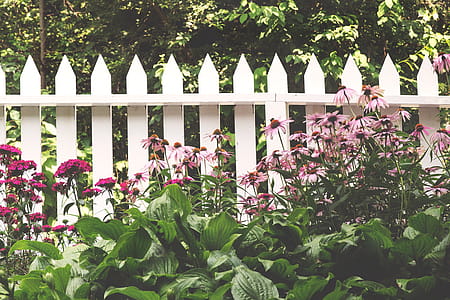 Picket Fence & Flowers Photo thumbnail