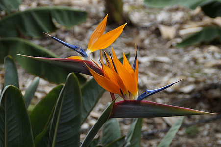 Strelizie, Parrot Flower thumbnail