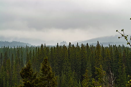 aerial photo of green trees under cloudy sky during daytime thumbnail