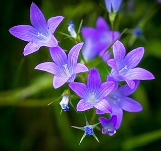 selective focus photography of purple petaled flowers in bloom thumbnail