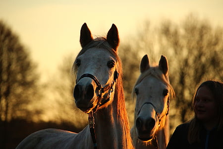 person beside two horses thumbnail