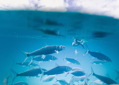 school of black fishes underwater thumbnail