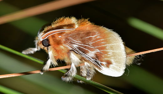 selective macro photography of white and brown winged insect thumbnail