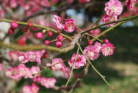 focus photography of pink cherry blossom thumbnail