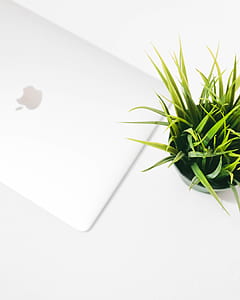 green leaf plant beside MacBook on white surface thumbnail