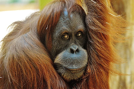 closeup photo of brown primate thumbnail