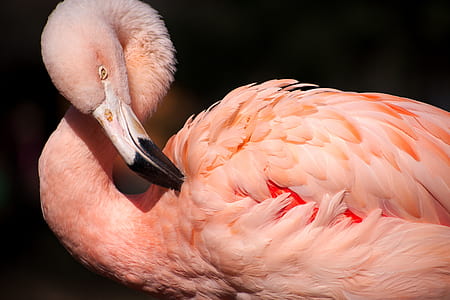 close-up photography of pink flamingo thumbnail