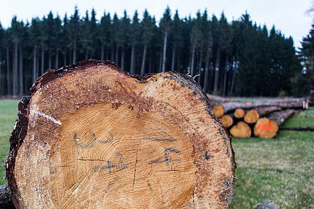 brown wood logs at daytime thumbnail