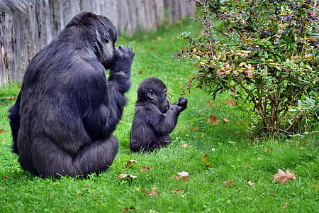two monkeys thumbnail