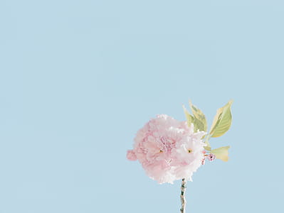 Pink Flower thumbnail