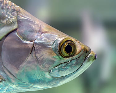 close-up of silver fish head thumbnail