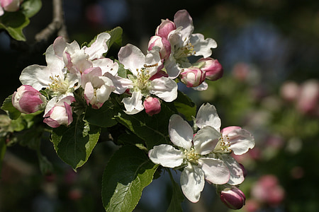 white-and-pink apple blossoms in selective focus photography thumbnail