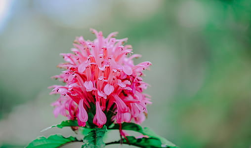 Close-Up Photography of Pink Flower thumbnail