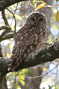 brown and gray owl in tree branch thumbnail