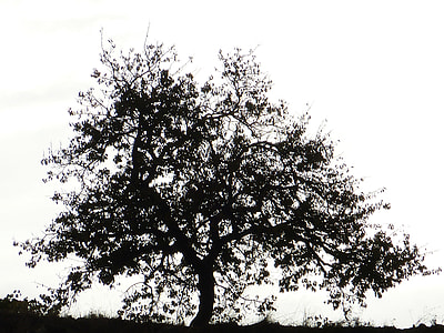 silhouette of a tree thumbnail