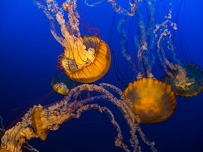 four orange jellyfish thumbnail