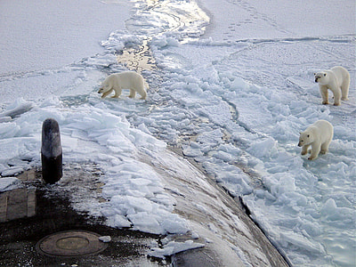 three polar bears on white surface thumbnail