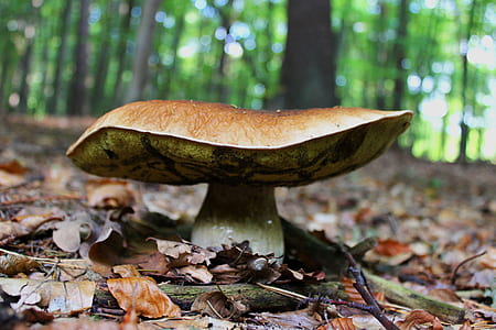 beige mushroom thumbnail
