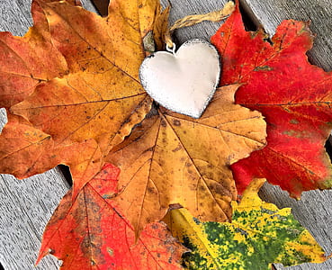macro shot photography of silver-colored heart pendant surrounded of maple leaves thumbnail